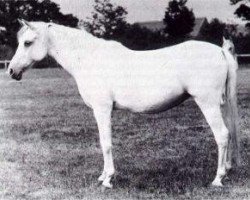 broodmare Sobha 1879 ox (Arabian thoroughbred, 1879, from Wazir 1863 ox)