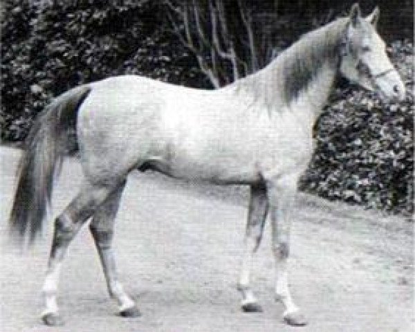 stallion Seyal 1897 ox (Arabian thoroughbred, 1897, from Mesaoud 1887 RAS)