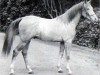 stallion Seyal 1897 ox (Arabian thoroughbred, 1897, from Mesaoud 1887 RAS)