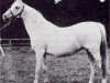 broodmare Bukra 1896 EAO (Arabian thoroughbred, 1896, from Ahmar 1890 ox)