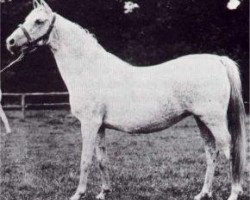 broodmare Bukra 1896 EAO (Arabian thoroughbred, 1896, from Ahmar 1890 ox)