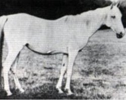 broodmare Bozra 1881 EAO (Arabian thoroughbred, 1881, from Pharaoh 1876 DB)