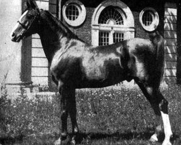 stallion Nureddin II 1911 ox (Arabian thoroughbred, 1911, from Rijm 1901 ox)