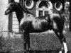 stallion Nureddin II 1911 ox (Arabian thoroughbred, 1911, from Rijm 1901 ox)