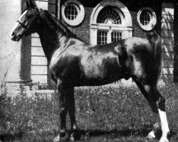 stallion Nureddin II 1911 ox (Arabian thoroughbred, 1911, from Rijm 1901 ox)