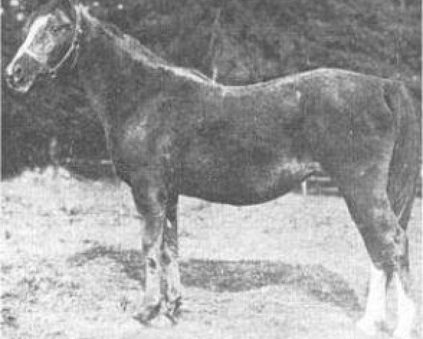 Zuchtstute Feluka 1899 ox (Vollblutaraber, 1899, von Mesaoud 1887 RAS)