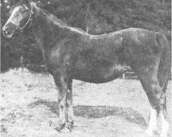 broodmare Feluka 1899 ox (Arabian thoroughbred, 1899, from Mesaoud 1887 RAS)