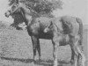 broodmare Fejr ox (Arabian thoroughbred, 1911, from Rijm 1901 ox)