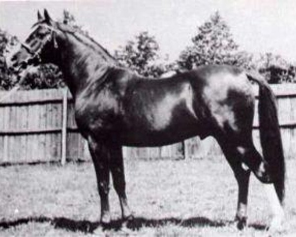 Deckhengst Faris ox (Vollblutaraber, 1924, von Nureddin II 1911 ox)