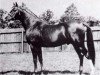stallion Faris ox (Arabian thoroughbred, 1924, from Nureddin II 1911 ox)