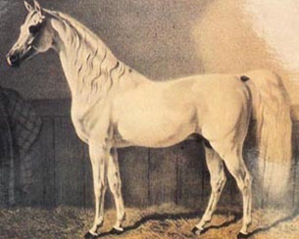 Deckhengst Amurath I 1829 ox (Vollblutaraber, 1829, von Bairactar DB)