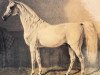 stallion Amurath I 1829 ox (Arabian thoroughbred, 1829, from Bairactar DB)