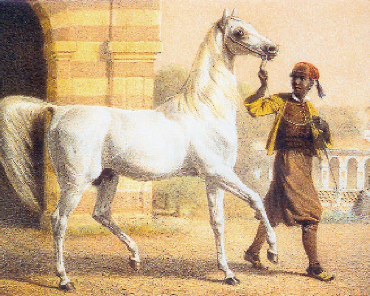 stallion Bairactar DB (Arabian purebred, 1813)