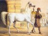 stallion Bairactar DB (Arabian thoroughbred, 1813)