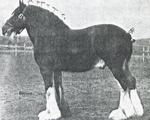stallion Benefactor 20867 (Clydesdale, 1922, from Fyvie Sensation)