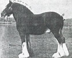 Deckhengst Benefactor 20867 (Clydesdale, 1922, von Fyvie Sensation)