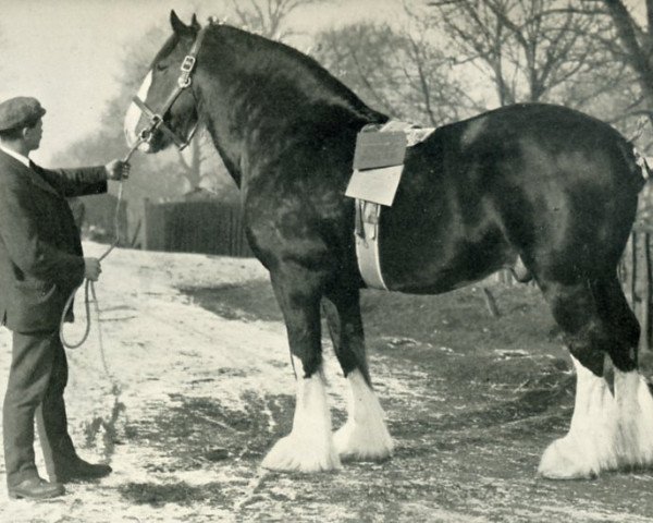 stallion Hiawatha 10067 (Clydesdale, 1892, from Prince Robert 7135)