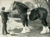 stallion Hiawatha 10067 (Clydesdale, 1892, from Prince Robert 7135)