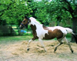 broodmare Jeamily (Oldenburg, 2001, from Sambuco B)