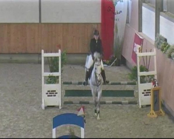 horse Elbasan 2 (Trakehner, 2003, from Sapros)