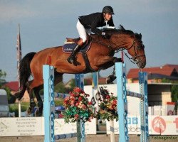 jumper Carrera van het Westleven Z (Zangersheide riding horse, 2004, from Canadian River)