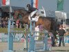 jumper Calle 25 (German Warmblood, 2003, from Cassandro 10)