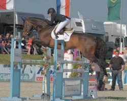 jumper Calle 25 (German Warmblood, 2003, from Cassandro 10)