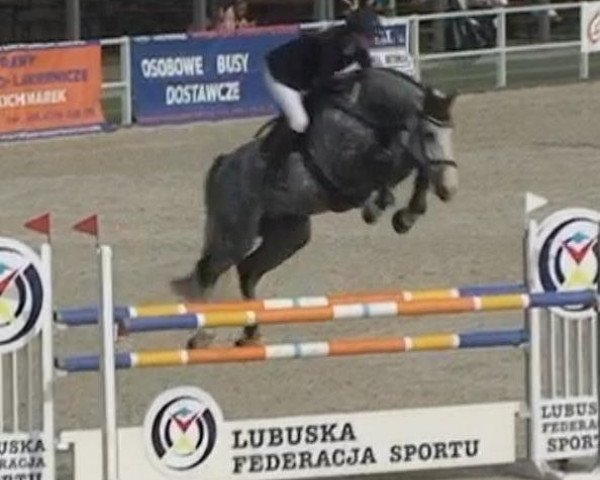 jumper Coolensky (German Sport Horse, 2007, from Cristallo I)
