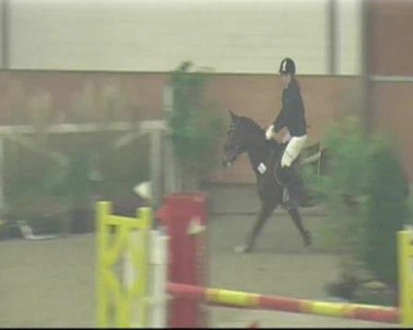Pferd Lord Voldemort (Westfale, 1999, von Laurentianer)