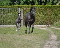 broodmare Wonder-Girl (Saxony-Anhaltiner, 1998, from Wells Fargo)