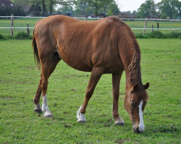 broodmare Taila (German Riding Pony, 1994, from Diabolo)