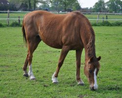 Zuchtstute Taila (Deutsches Reitpony, 1994, von Diabolo)