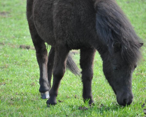 horse Susetta vom Purnitzgrund (Shetland Pony, 2011, from Apollo vom Purnitzgrund)
