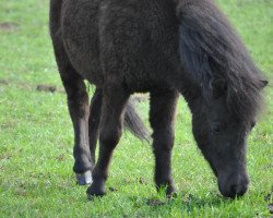 Pferd Susetta vom Purnitzgrund (Shetland Pony, 2011, von Apollo vom Purnitzgrund)