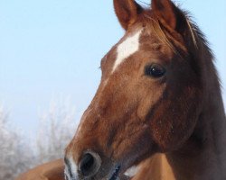 horse Vagabund 89 (Hanoverian, 1993, from Veritas AA)