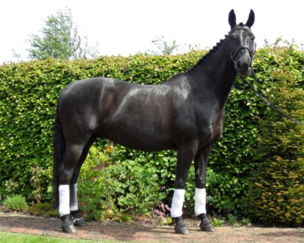 dressage horse Rubin G (Saxony-Anhaltiner, 1999, from Rubinstern Noir)