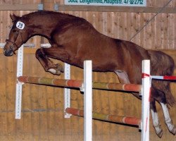 horse Sir Diego (German Riding Pony, 2008, from Sir Charles)