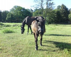 broodmare Susen A 1690 H (Shetland Pony, 1986, from Mos A 200)