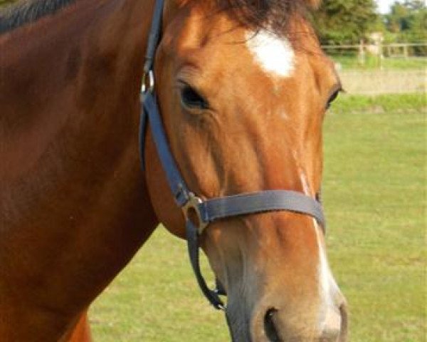 jumper Zampano 80 (German Warmblood, 1999, from Zino ox)