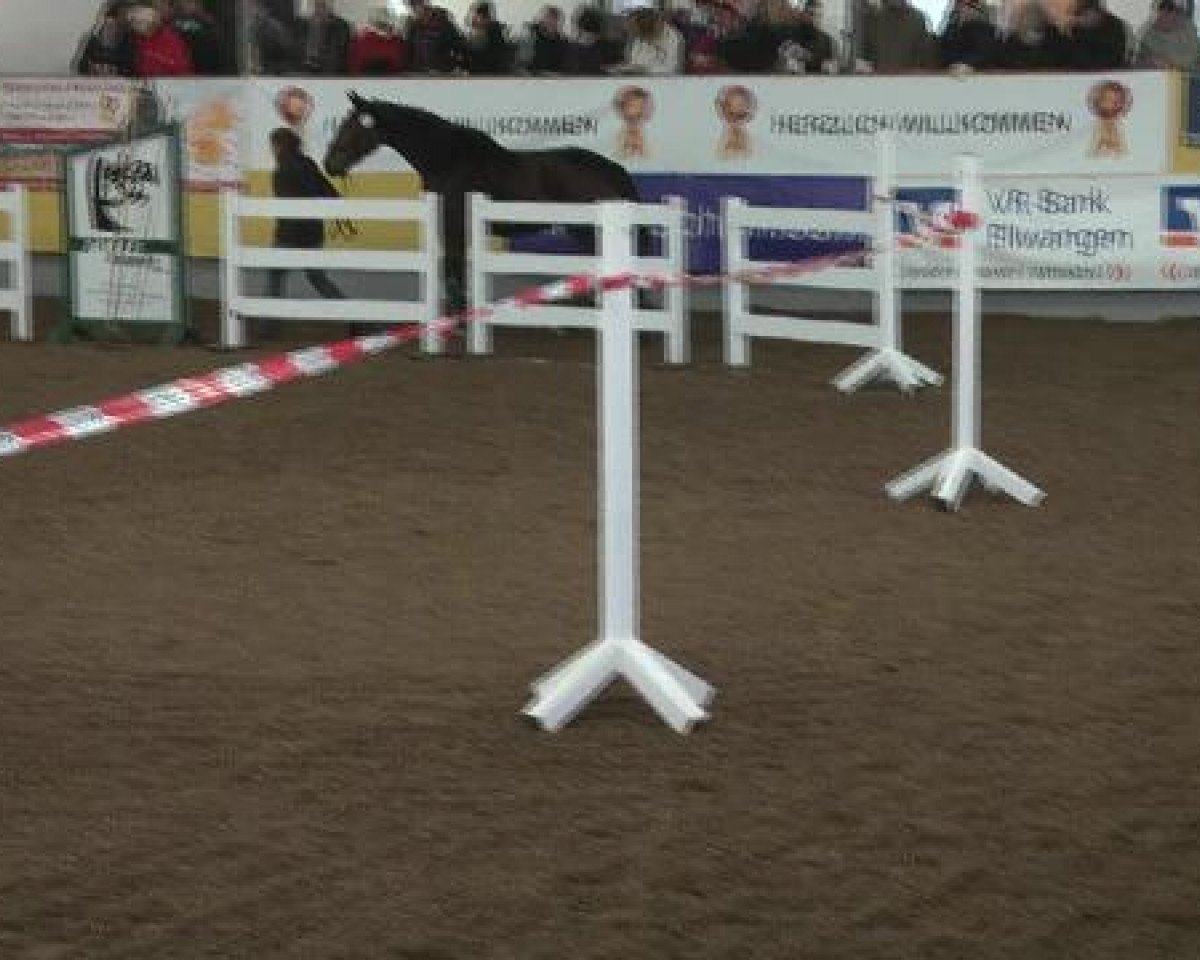 jumper Quintara (Oldenburg, 2008, from Quidamo)