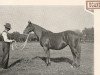 Pferd Uganda xx (Englisches Vollblut, 1921, von Bridaine xx)