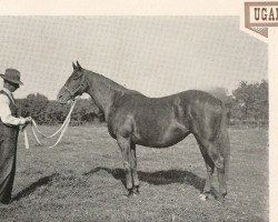 broodmare Uganda xx (Thoroughbred, 1921, from Bridaine xx)