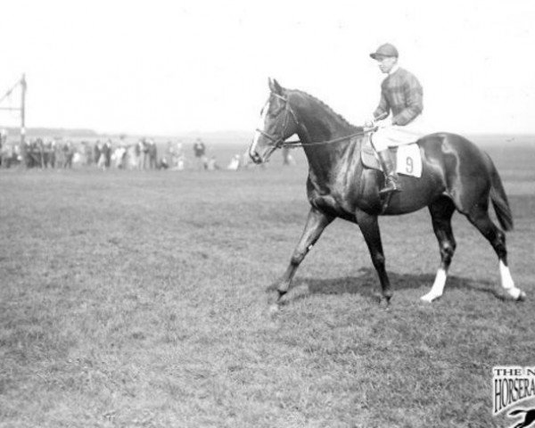 horse Umidwar xx (Thoroughbred, 1931, from Blandford xx)