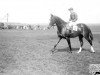 stallion Umidwar xx (Thoroughbred, 1931, from Blandford xx)
