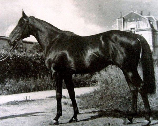 Pferd Ultimate xx (Englisches Vollblut, 1941, von Umidwar xx)