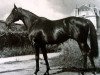 Pferd Ultimate xx (Englisches Vollblut, 1941, von Umidwar xx)