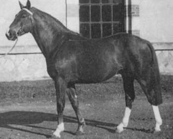 stallion Juriste (Selle Français, 1953, from Ultimate xx)