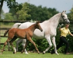 broodmare Langata's Dame (Hanoverian, 1992, from Langata Express xx)