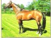 stallion Fabuloso (Westphalian, 1994, from Florestan I)