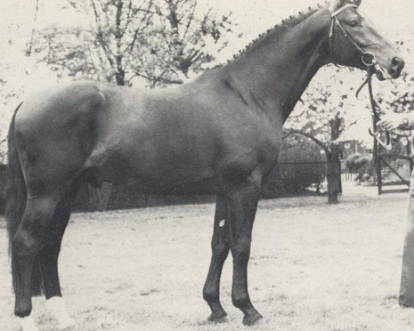 stallion Barbados (Rhinelander, 1980, from Bariton)
